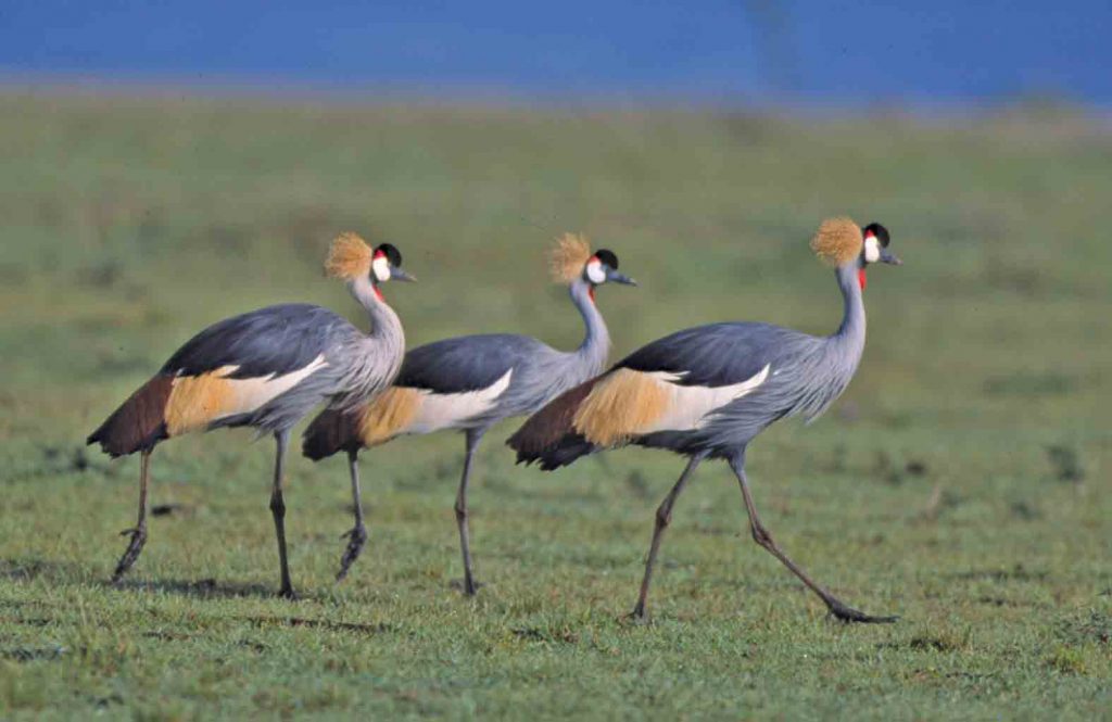 Birds at Nairobi national park 2