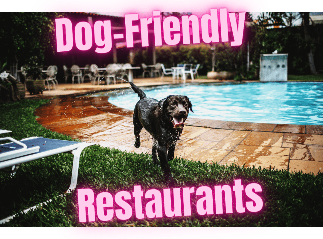 Dog friendly restaurants in Nairobi