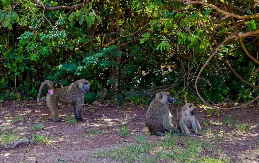 baboons at Ol donyo Sabuk